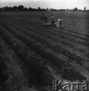 1959, Otwock Wielki, Polska.
Pole.
Fot. Irena Jarosińska, zbiory Ośrodka KARTA

