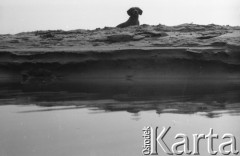 Lata 80., Polska.
Jamnik Agata - pies fotografki Ireny Jarosińskiej.
Fot. Irena Jarosińska, zbiory Ośrodka KARTA