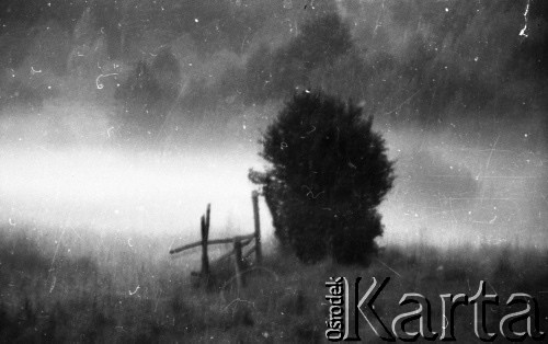 Lata 80., Polska.
Drzewo.
Fot. Irena Jarosińska, zbiory Ośrodka KARTA