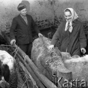 Lata 60. lub 70., Polska.
Obora.
Fot. Irena Jarosińska, zbiory Ośrodka KARTA