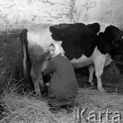 Lata 60. lub 70., Polska.
Obora.
Fot. Irena Jarosińska, zbiory Ośrodka KARTA