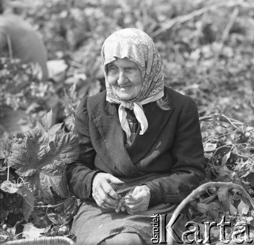 1968, Polska.
Zbiór chmielu. Kobieta oddziela szyszki chmielu od łodyg.
Fot. Irena Jarosińska, zbiory Ośrodka KARTA