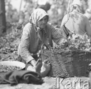 1968, Polska.
Zbiór chmielu.  Kobieta odrywa szyszki chmielu od łodyg.
Fot. Irena Jarosińska, zbiory Ośrodka KARTA