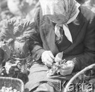 1968, Polska.
Zbiór chmielu. Kobieta oddziela szyszki chmielu od łodyg.
Fot. Irena Jarosińska, zbiory Ośrodka KARTA