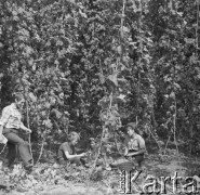 1968, Polska.
Zbiór chmielu. 
Fot. Irena Jarosińska, zbiory Ośrodka KARTA