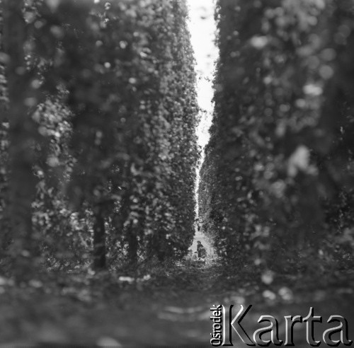 1968, Polska.
Plantacja chmielu - ścieżka pomiędzy pnączami.
Fot. Irena Jarosińska, zbiory Ośrodka KARTA