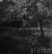 1962, Wrocław, Polska.
Jeden z czworga braci Majewskich w sadzie.
Fot. Irena Jarosińska, zbiory Ośrodka KARTA.
