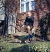 lata 70., Polska.
Mężczyzna i paw.
Fot. Irena Jarosińska, zbiory Ośrodka KARTA