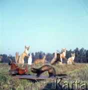 lata 70., Polska.
Wypchane zwierzęta.
Fot. Irena Jarosińska, zbiory Ośrodka KARTA