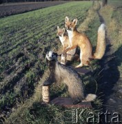 lata 70., Polska.
Wypchane zwierzęta.
Fot. Irena Jarosińska, zbiory Ośrodka KARTA