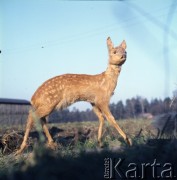 lata 70., Polska.
Wypchana sarna.
Fot. Irena Jarosińska, zbiory Ośrodka KARTA