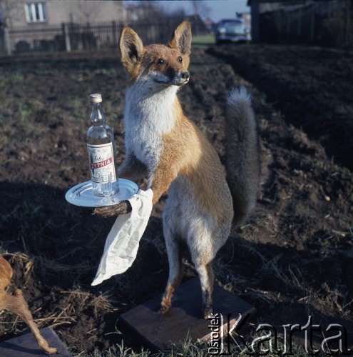 lata 70., Polska.
Wypchany lis.
Fot. Irena Jarosińska, zbiory Ośrodka KARTA