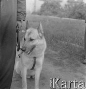 1950-1960, Nowa Huta, Kraków, Polska.
Portret psa na smyczy. Prawdopodobnie zdjęcie wykonano podczas ćwiczeń wojskowych.
Fot. Irena Jarosińska, zbiory Ośrodka KARTA