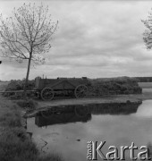 Lata 50., Polska.
Wieś.
Fot. Irena Jarosińska, zbiory Ośrodka KARTA