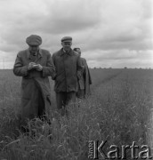 Lata 50., Polska.
Pole.
Fot. Irena Jarosińska, zbiory Ośrodka KARTA