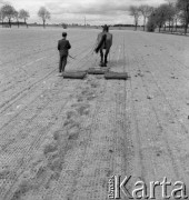 Lata 50., Polska.
Pole.
Fot. Irena Jarosińska, zbiory Ośrodka KARTA