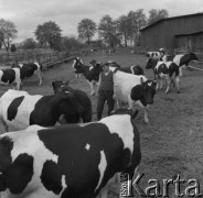 Lata 50., Polska.
Gospodarstwo.
Fot. Irena Jarosińska, zbiory Ośrodka KARTA