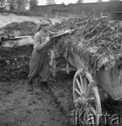 Lata 50., Polska.
Gospodarstwo.
Fot. Irena Jarosińska, zbiory Ośrodka KARTA