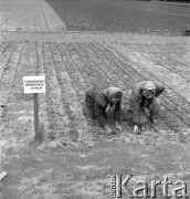 Lata 50., Polska.
Pole.
Fot. Irena Jarosińska, zbiory Ośrodka KARTA