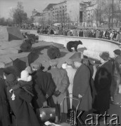 Lata 50., Warszawa, Polska.
Niedźwiedzie na wybiegu w Alei gen. Karola Świerczewskiego (dziś Aleja Solidarności).
Fot. Irena Jarosińska, zbiory Ośrodka KARTA