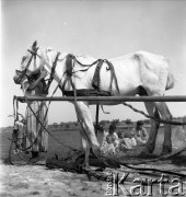 1958, Polska.
Cyganki z dziećmi.
Fot. Irena Jarosińska, zbiory Ośrodka KARTA