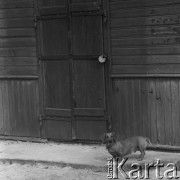 1977, Wiązowna, Polska
Pies Ireny Jarosińskiej
Fot. Irena Jarosińska, zbiory Ośrodka KARTA