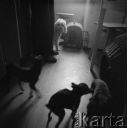 Grudzień 1977, Polska.
Psy rodziny cyrkowców.
Fot. Irena Jarosińska, zbiory Ośrodka KARTA