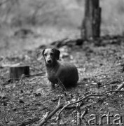 1978-1987, Grobka, Polska.
Agata - jamnik fotografki Ireny Jarosińskiej.
Fot. Irena Jarosińska, zbiory Ośrodka KARTA