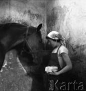 Lata 50. lub 60., Warszawa, Polska.
Stadnina koni na Służewcu.
Fot. Irena Jarosińska, zbiory Ośrodka KARTA