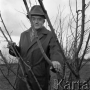 1974, Polska.
Sadownik profesor Szczepan Pieniążek.
Fot. Irena Jarosińska, zbiory Ośrodka KARTA 
