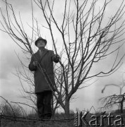 1974, Polska.
Sadownik profesor Szczepan Pieniążek.
Fot. Irena Jarosińska, zbiory Ośrodka KARTA 
