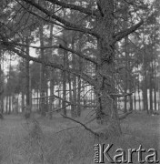 Lata 70., Pieskowa Skała, Ojcowski Park Narodowy, Polska.
Las.
Fot. Irena Jarosińska, zbiory Ośrodka KARTA