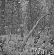 Lata 70., Pieskowa Skała, Ojcowski Park Narodowy, Polska.
Botanicy w okolicach Pieskowej Skały.
Fot. Irena Jarosińska, zbiory Ośrodka KARTA