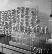 1958, Warszawa, Polska.
Pracownia wirusologiczna Państwowego Zakładu Higieny, miejsce wytwarzania szczepionki na polio (choroba Heinego-Medina).
Fot. Irena Jarosińska, zbiory Ośrodka KARTA