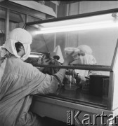 1958, Warszawa, Polska.
Pracownia wirusologiczna Państwowego Zakładu Higieny, miejsce wytwarzania szczepionki na polio (choroba Heinego-Medina).
Fot. Irena Jarosińska, zbiory Ośrodka KARTA