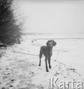 Lata 60., Warszawa, Polska.
Ali - pies Ireny Jarosińskiej, w czasie spaceru.
Fot. Irena Jarosińska, zbiory Ośrodka KARTA