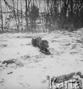 Lata 60., Warszawa, Polska.
Ali - pies Ireny Jarosińskiej, w czasie spaceru.
Fot. Irena Jarosińska, zbiory Ośrodka KARTA