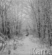 Lata 60., Warszawa, Polska.
Ali - pies Ireny Jarosińskiej, w czasie spaceru.
Fot. Irena Jarosińska, zbiory Ośrodka KARTA