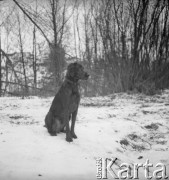 Lata 60., Warszawa, Polska.
Ali - pies Ireny Jarosińskiej, w czasie spaceru.
Fot. Irena Jarosińska, zbiory Ośrodka KARTA