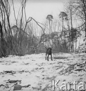 Lata 60., Warszawa, Polska.
Ali - pies Ireny Jarosińskiej, w czasie spaceru.
Fot. Irena Jarosińska, zbiory Ośrodka KARTA