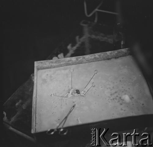 Lata 60.-70., Gdańsk, Polska.
Instytut Medycyny Morskiej w Gdańsku. Nz. badania laboratoryjne.
Fot. Irena Jarosińska, zbiory Ośrodka KARTA