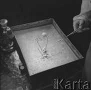Lata 60.-70., Gdańsk, Polska.
Instytut Medycyny Morskiej w Gdańsku. Nz. badania laboratoryjne.
Fot. Irena Jarosińska, zbiory Ośrodka KARTA