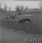 Lata 60.-70., Warszawa, Polska.
Wybrzeże Gdańskie. Psy bawią się na trawniku.
Fot. Irena Jarosińska, zbiory Ośrodka KARTA