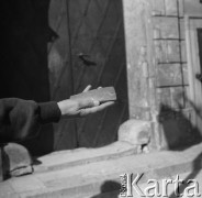 Brak daty, Warszawa, Polska. 
Sesja fotograficzna eksponatów muzealnych - krzemionka.
Fot. Irena Jarosińska, zbiory Ośrodka KARTA