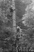 1962, Tatry, Polska. 
Niedźwiedzie.
Fot. Irena Jarosińska, zbiory Ośrodka KARTA.