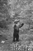 1962, Tatry, Polska. 
Niedźwiedź.
Fot. Irena Jarosińska, zbiory Ośrodka KARTA.