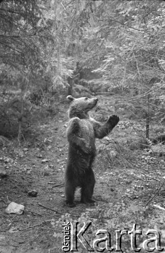 1962, Tatry, Polska. 
Niedźwiedź.
Fot. Irena Jarosińska, zbiory Ośrodka KARTA.