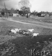 lata 70-te, Annopol, Warszawa, Polska
Kozy pasą się w pobliżu torów kolejowych
Fot. Irena Jarosińska, zbiory Ośrodka KARTA