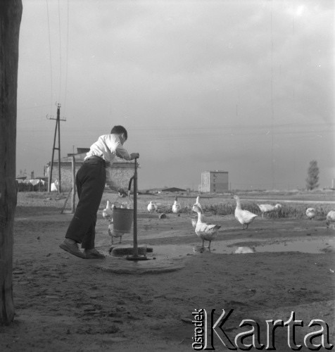 lata 70-te, Annopol, Warszawa, Polska
Mężczyzna nabiera wody do wiadra. W głębi widać pasące się gęsi.
Fot. Irena Jarosińska, zbiory Ośrodka KARTA