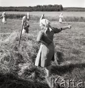 lata 50-te, Wilkowice, Polska
Kobiety zbierają siano. 
Fot. Irena Jarosińska, zbiory Ośrodka KARTA